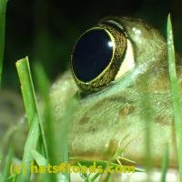 /home//u458753944/public_html/sourcegallery////////////////////////Frogs/More bullfrogs/P6020054.JPG